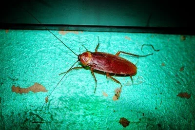 are cockroaches attracted to paint?