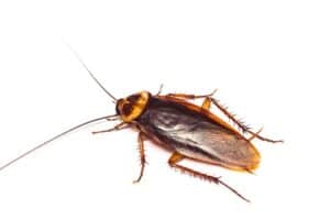 9 Bugs That Look Like Cockroaches (But Aren't) - Cockroach Zone