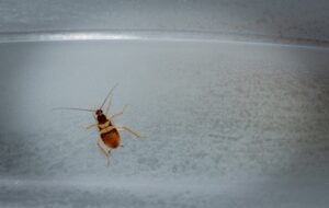 Can Roaches Survive In The Refrigerator 300x190 