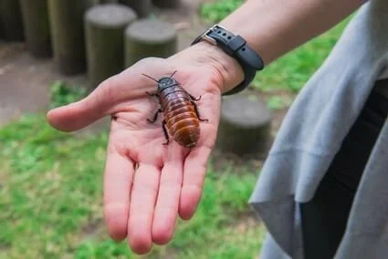 ¿Cuánto tiempo viven las cucarachas domésticas?