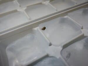 How Do Roaches Get Inside Refrigerators Cockroach Zone   How To Remove Roaches From A From A Refrigerator 300x225 