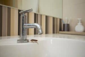 Reasons For Cockroaches In Bathroom 300x200 