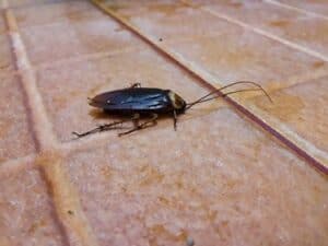 Do Cockroaches Travel Alone or in Groups? - Cockroach Zone