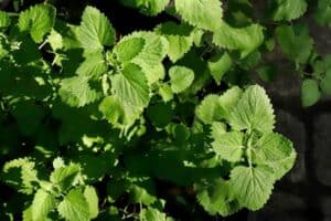 catnip repel cockroaches