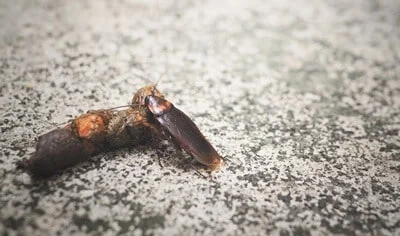 are cockroaches attracted to poop?