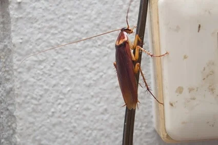 are roaches attracted to electrical outlets?