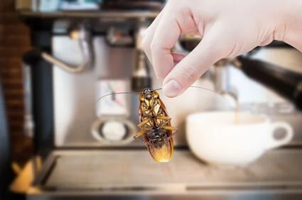 ¿Las cucarachas comen granos de café?