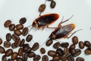 How To Get Rid of Cockroaches in Coffee Machines — Cockroach Zone