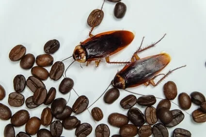 Cómo limpiar las cucarachas de las cafeteras.