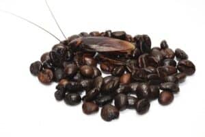 Does Coffee Contain Roaches Cockroach Zone   Is There Ground Up Cockroaches In Coffee 300x200 